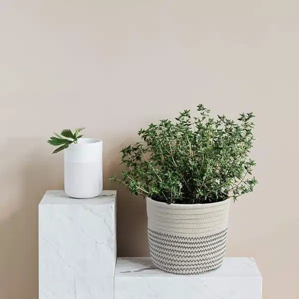 CANASTA DECORATIVA - Imagen 3